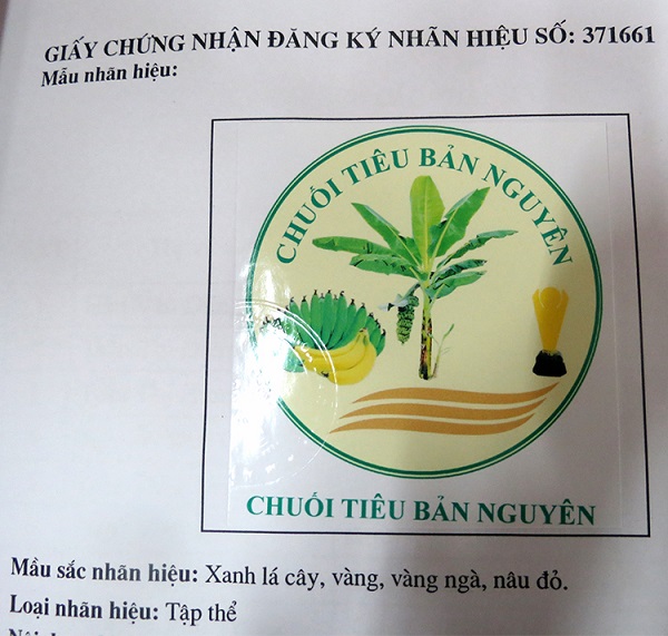 Phú Thọ: Công bố nhãn hiệu cho sản phẩm chuối tiêu Bản Nguyên
