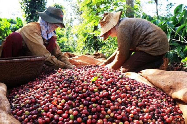 Thị trường thế giới quay đầu, thêm nỗi lo vụ mới người trồng cà phê Tây Nguyên