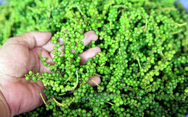 Giá tiêu ngày 19/12: Tiếp tục giảm 1.000 đồng/kg