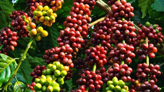 Giá cà phê hôm nay 20/12 tại thị trường đang có xu hướng giảm 100 - 200 đồng/kg