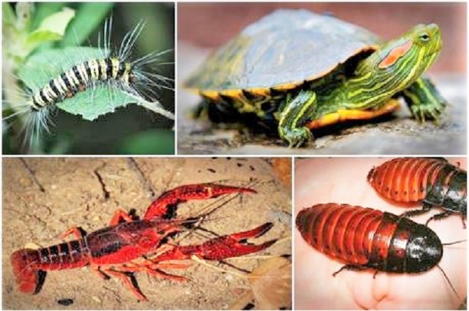 Ngành Hải quan: Tăng cường quản lý, kiểm soát loài ngoại lai xâm hại