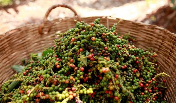 Giá tiêu ngày 27/12: Giảm 1.000 - 2.500 đồng/kg so với đầu tuần