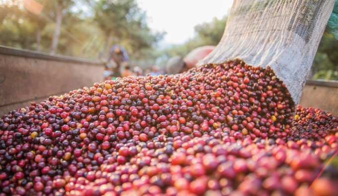Giá cà phê ngày 29/12: Dao động mức 32.500 - 33.000 đồng/kg
