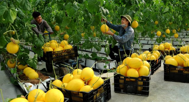 một số nông sản lớn, chủ lực của tỉnh Thanh Hóa đã khẳng định được vị thế và khả năng cạnh tranh trên thị trường thế giới.