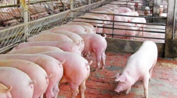 Giá heo hơi ngày 30/12: Nhích nhẹ từ 1.000 đến 2.000 đồng/kg tại một số địa phương