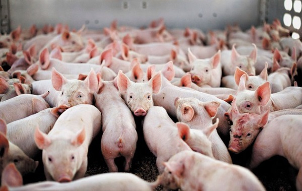 Giá heo hơi ngày 31/12: Tiếp đà tăng nhẹ tại một số địa phương