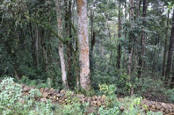 Năm 2019, tỷ lệ che phủ rừng của Việt Nam đạt gần 42% (Ảnh minh họa)