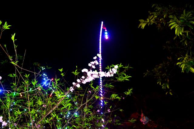 C&acirc;y n&ecirc;u nh&agrave; cụ Thao