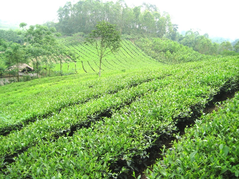Chè Tân Cương (trà Tân Cương) là thương hiệu trà nổi tiếng của tỉnh Thái Nguyên