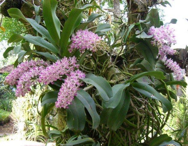 Nghinh Xuân Lan vào... Xuân