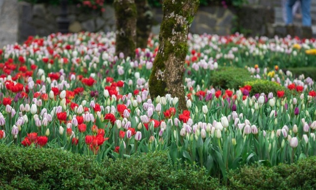 Sun World Ba Na Hills: Rực rỡ sắc màu của hoa tulip “Xứ Hà Lan thu nhỏ”