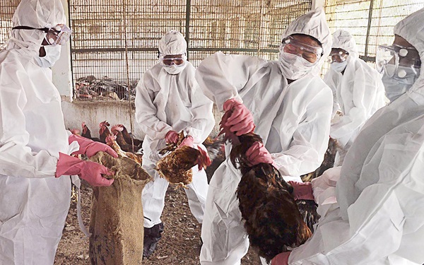 Sau nCoV, lo ngại cúm A/H5N1 xâm nhập Việt Nam