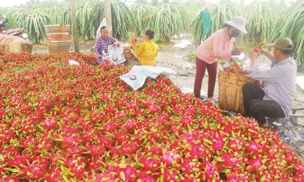 Thanh long cùng nhiều nông sản khác của Việt Nam bị đình trệ xuất khẩu sang Trung Quốc vì dịch Corona