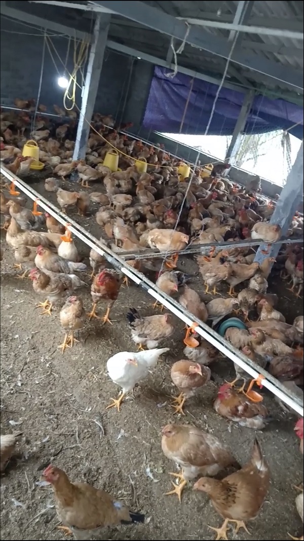 Hải Phòng: Quyết liệt phòng chống bệnh cúm gia cầm