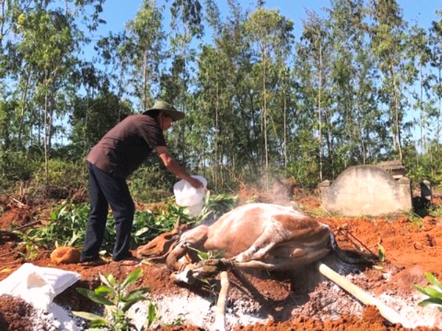Một hộ dân ở huyện Bình Sơn tiêu hủy con bò bị lở mồm long móng.