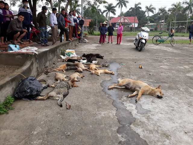 Hơn 20 con chó, mèo do 2 anh em ruột Minh và Bảy đánh bả