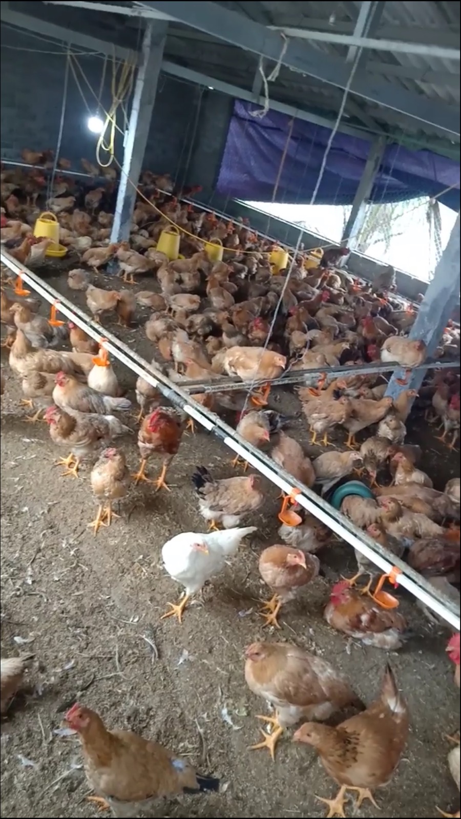 Bắc Ninh: Tiêu huỷ hơn 8.700 gia cầm nhiễm bệnh