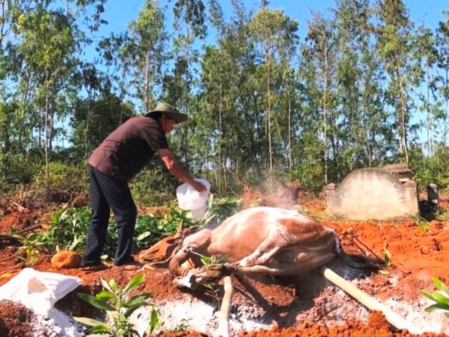 Một hộ dân ở huyện Bình Sơn tiêu hủy con bò bị lở mồm long móng