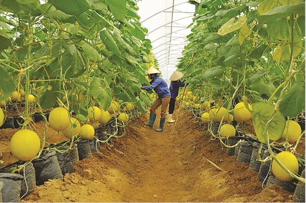 Phát triển nông nghiệp công nghệ cao, giúp tăng năng suất sản phẩm
