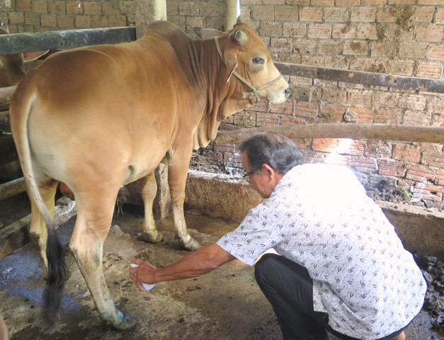 Hơn 2.400 con trâu, bò ở tỉnh Quảng Ngãi bị lở mồm long móng.