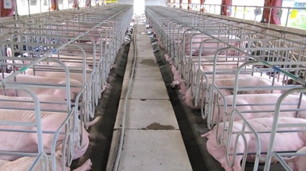 Hiện giá heo hơi xuất chuồng của các doanh nghiệp chăn nuôi như C.P Việt Nam, Dabaco đã xuống dưới 75.000 đồng/kg