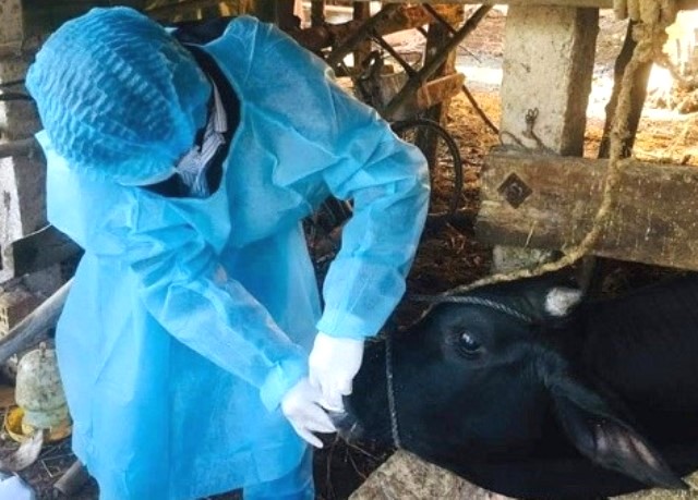 Quảng Ngãi: Đề nghị hỗ trợ hơn 20.000 liều vaccine lở mồm long móng