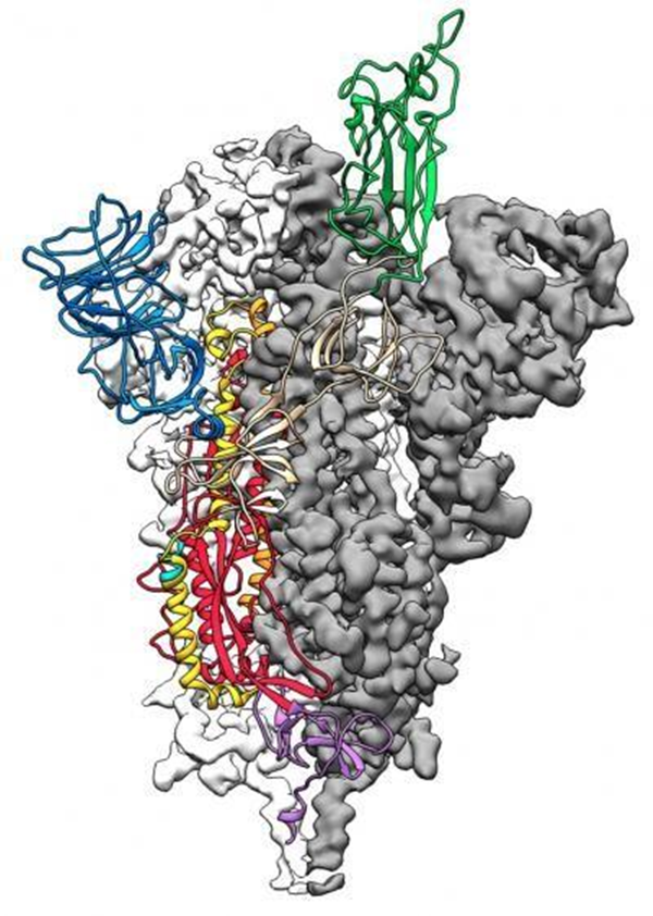 Cấu trúc phân tử của S Protein của chủng virus corona mới