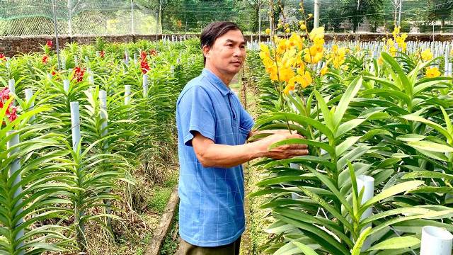 Anh Nguyễn Văn Thạnh, thôn Lộc Mỹ, xã Hòa Bắc, Huyện Hòa Vang là người tiên phong đưa loài phong lan Mokara có nguồn gốc Thái Lan về trồng