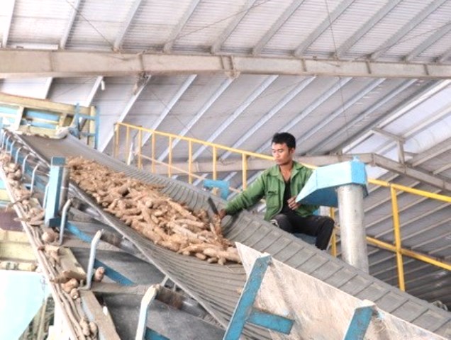 nhiều nhà máy sản xuất tinh bột sắn hoạt động cầm chừng