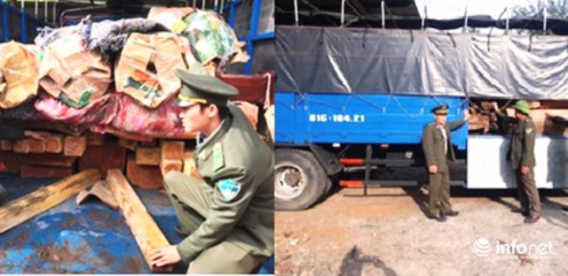 Đà Nẵng: Phạt tài xế 40 triệu đồng, tịch thu 1,3 m3 gỗ re hương quý hiếm