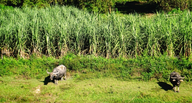 Hòa Bắc thanh bình