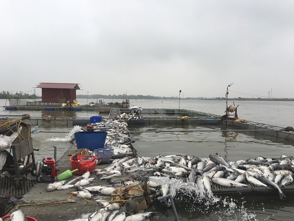 Hải Dương: Hơn trăm tấn cá lồng chết nổi trắng sông Thái Bình