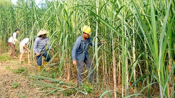 Xoá bỏ hạn ngạch nhập khẩu của Việt Nam trong ngành mía đường