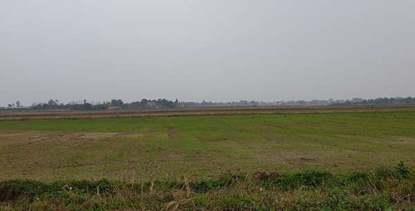 Cánh đồng rộng lớn tại thôn Can Bi có thể không được gieo cấy trong vụ Chiêm Xuân 2020