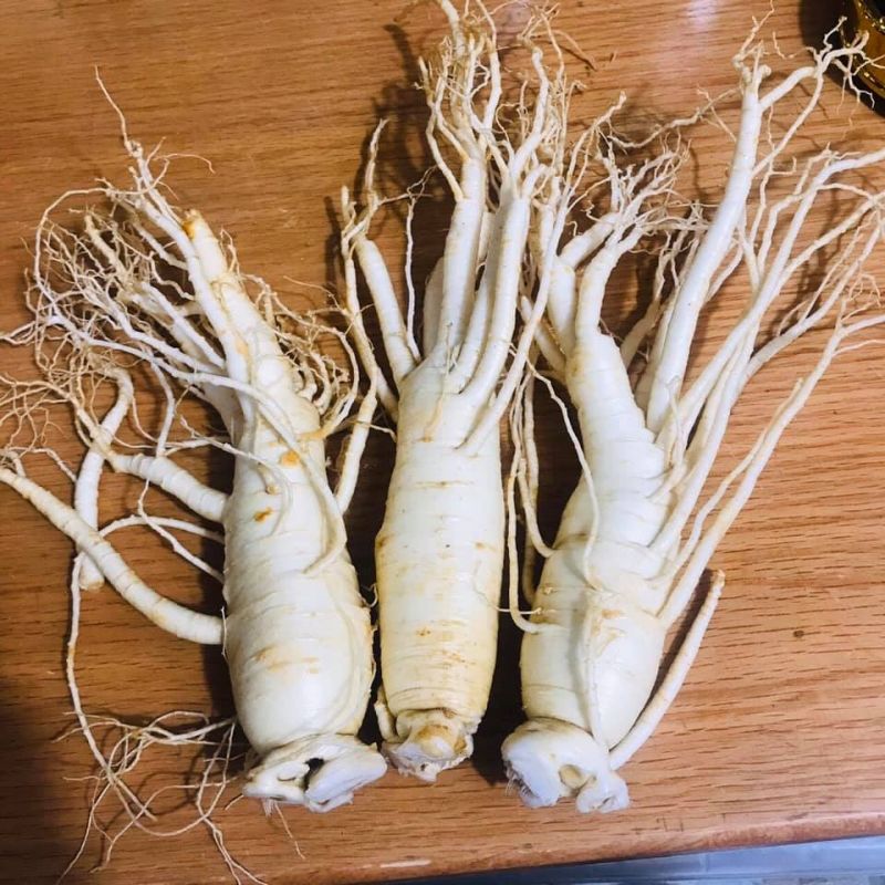 Nhâm sâm Hàn Quốc tăng cường thể lực, đẩy lùi bệnh dịch