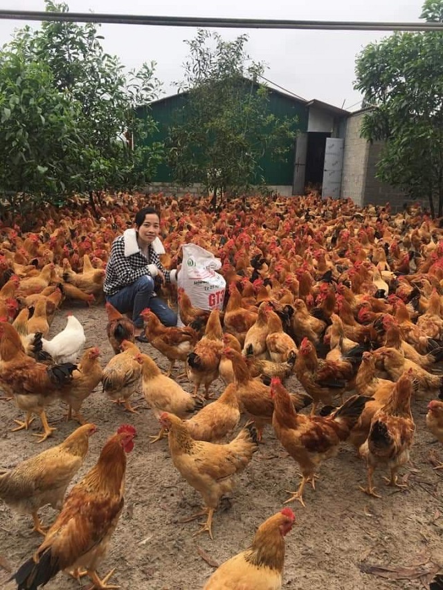 Thanh Hóa: Công bố hết dịch tả lợn châu Phi