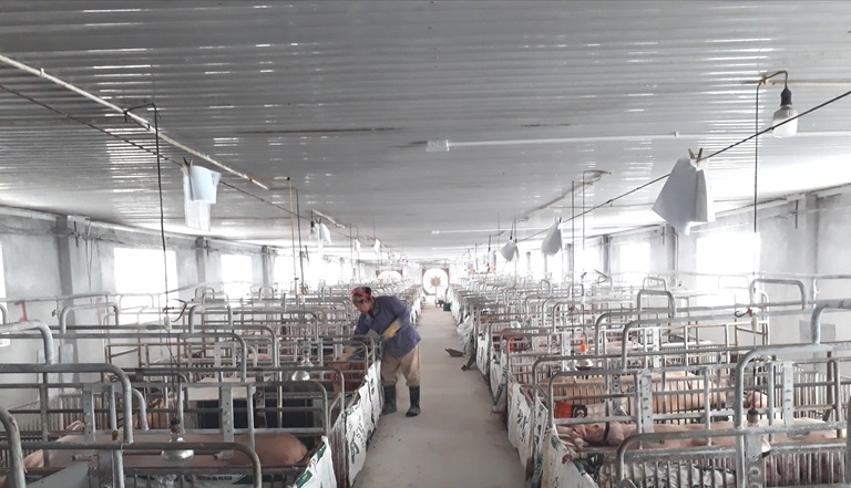 Công ty TNHH Chăn nuôi Tuấn Linh Vĩnh Phúc luôn kiểm soát chặt chẽ quy trình phòng bệnh, đảm bảo an toàn đàn vật nuôi