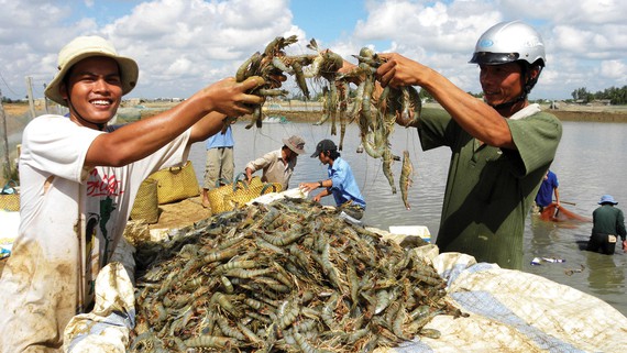 Niềm vui được mùa tôm xuất khẩu của nông dân Đồng bằng sông Cửu Long.