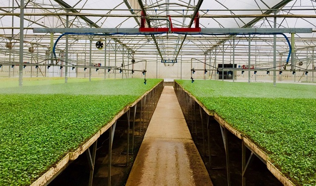 Nông nghiệp Vĩnh Phúc chuyển mình mạnh mẽ trong thiên tai, dịch bệnh