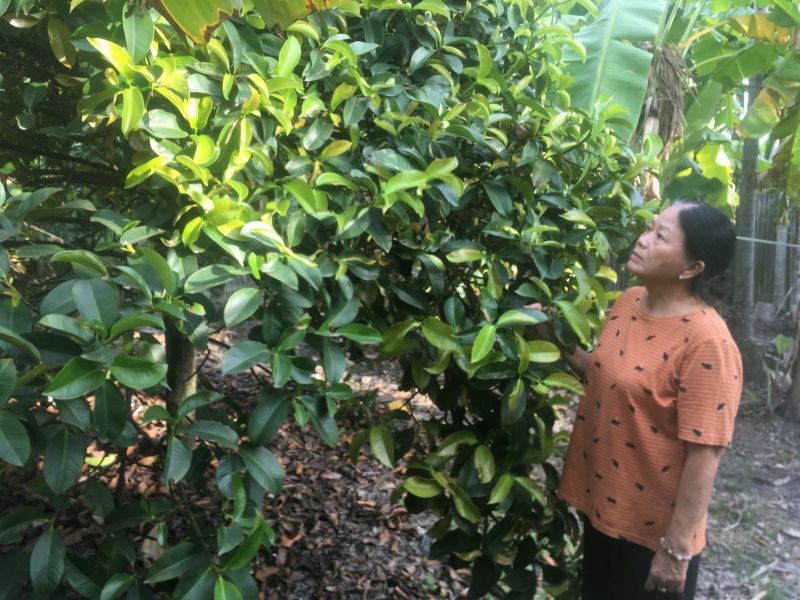 Bà Nguyễn Thị Như Trương vay vốn hỗ trợ đầu tư phát triển vườn cây ăn trái hiệu quả