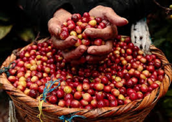 Giá cà phê hôm nay 7/1: Tiếp đà giảm trên thị trường thế giới
