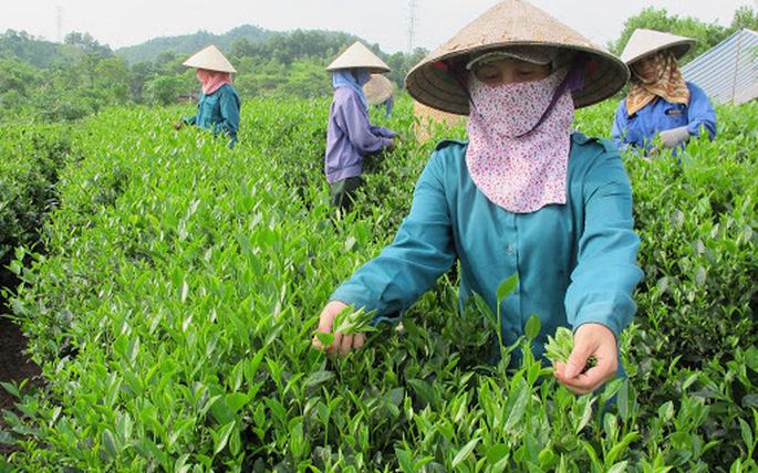 Năm 2020: Xuất khẩu chè ước đạt 137.000 tấn