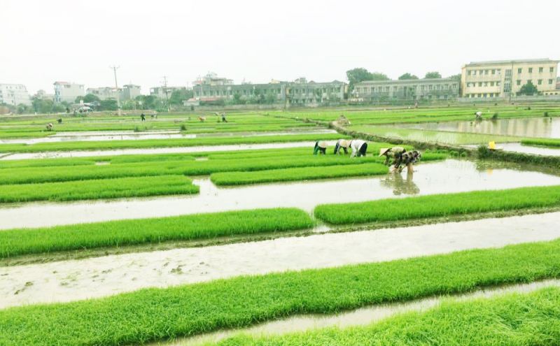 EVN chuẩn bị sẵn sàng phục vụ xả nước đổ ải vụ Đông Xuân 2021