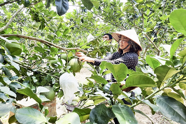 Thu hoạch bưởi da xanh tại huyện Khánh Vĩnh