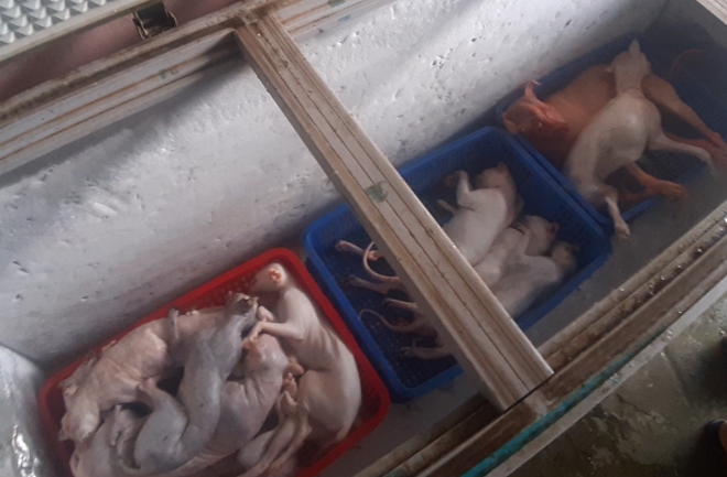 Số động vật đã giết mổ được phát hiện trong tủ đông