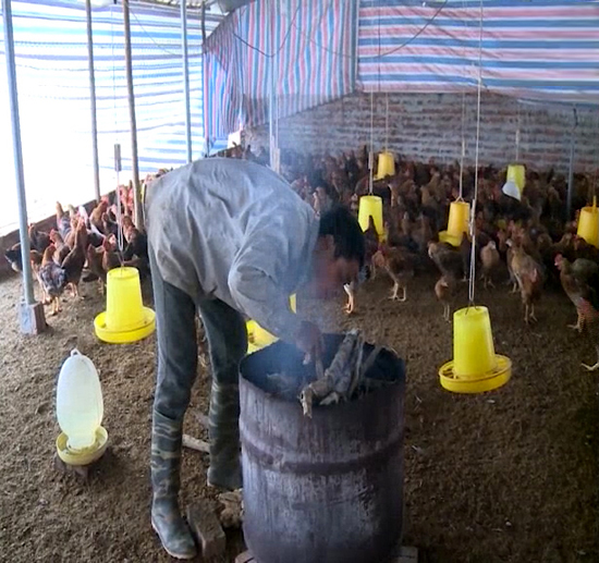 Vĩnh Phúc: Tăng cường các biện pháp chống đói, rét cho đàn vật nuôi