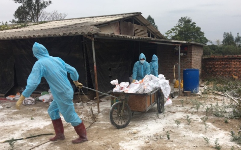 Quảng Ninh: Khoanh vùng, khống chế dịch cúm gia cầm H5N6