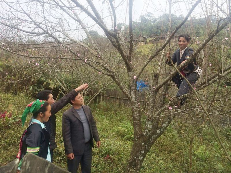 Sơn La: Dán tem đào trồng, phân biệt với đào rừng