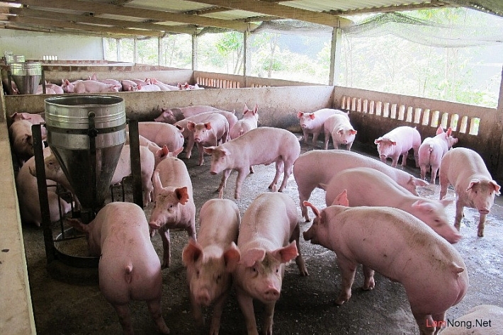 Giá heo hơi hôm nay 13/1: Đồng loạt vượt mốc 80.000 đồng/kg ở cả 3 miền