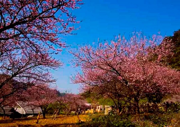 Sơn La: Kiến nghị cho phép 'dán tem' truy xuất nguồn gốc cây đào